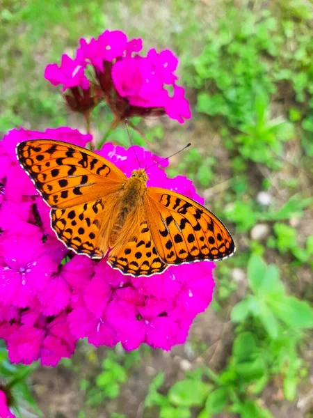 Open winged shots of a brown Great Spangled Fritillary buttergly  feeding on purple dianthus flower