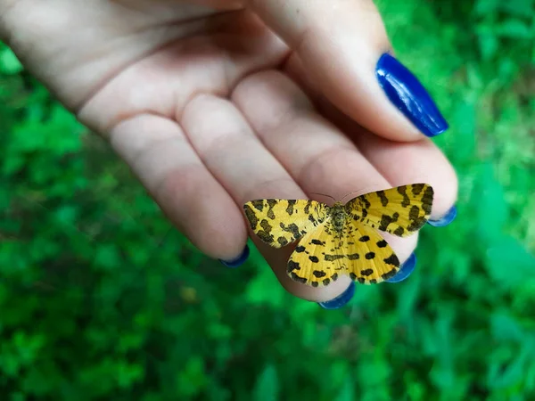 Gros Plan Focus Sélectif Ailes Ouvertes Une Dame Papillon Peint — Photo