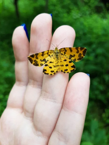 Offene Flügel Einer Braun Lackierten Schmetterlingsdame Vanessa Cardui Oder Cynthia — Stockfoto