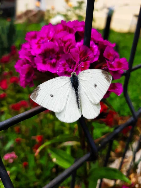 近くで何が起きているのでしょうか 緑のブドウの白 オスの春血 ピエリス 紫色のダイアンサスの花に休んでいるクローズアップ白い蝶 — ストック写真