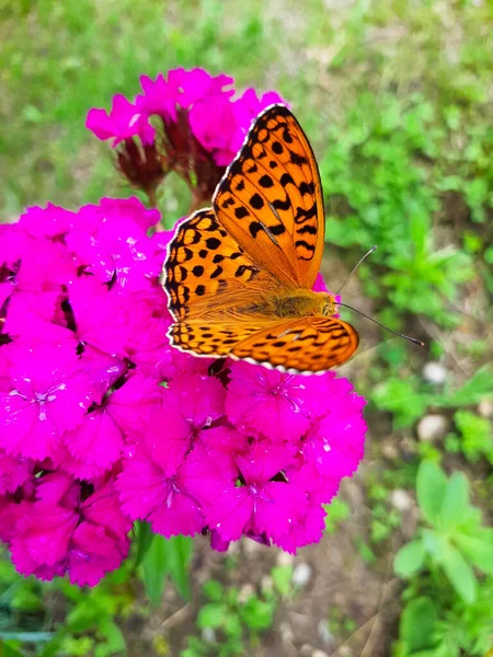 選択的フォーカスを閉じます茶色の翼のあるショットグレート スプロング フリルタリー蝶は紫のダイアンサスの花に餌を与えます — ストック写真