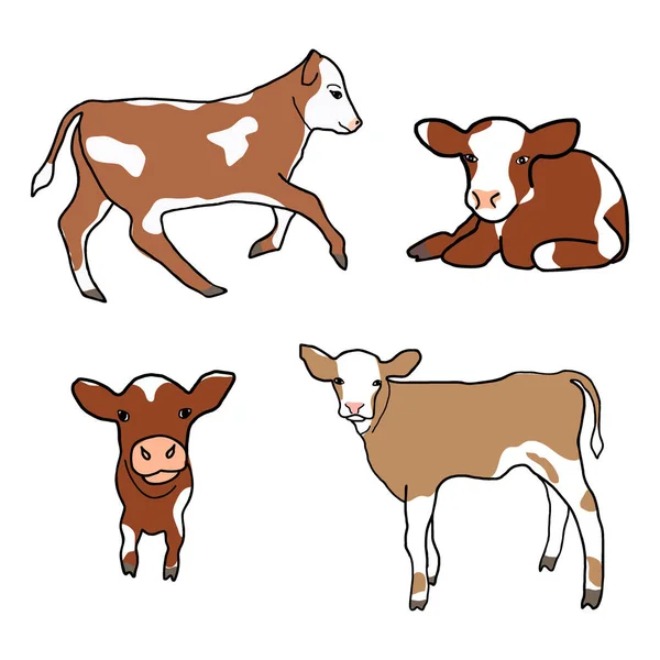 Set Cute Spotted Calf Little Cow Runs Sniffs Walks Lies — Stock Vector