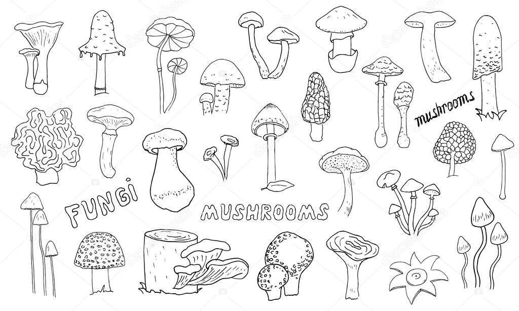 Mushrooms hand drawn linear icons set. Fly agaric, toadstool hanterelle, porcini, portobello, oyster thin line contour symbols. Isolated vector outline fungus illustrations. Fresh organic food