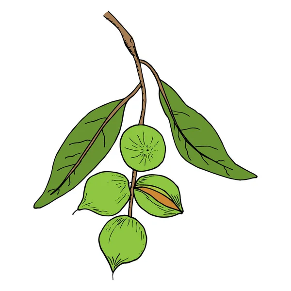 Handgezeichnetes Lineares Symbol Für Macadamia Nüsse Dünner Zweig Von Macadamia — Stockvektor