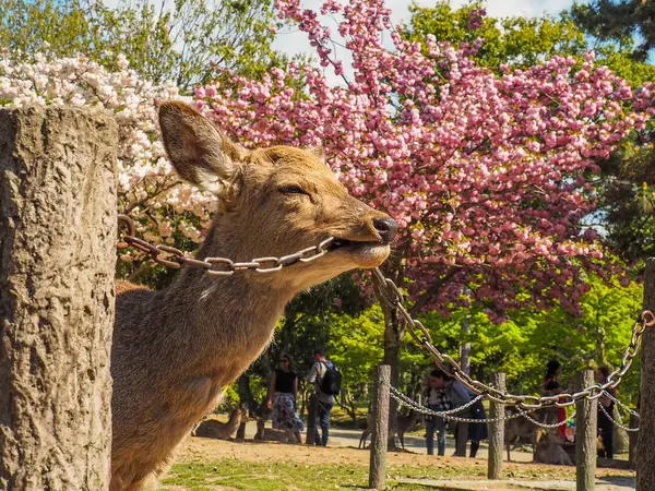 Япония Нара Апреля 2017 Года Олень Парке Нара Кусает Цепь — стоковое фото