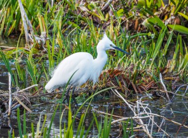 Snowy balıkçıl Egretta Thula ile siyah gaga: Nara, Japan