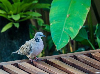 Güvercin kuşu Bali, Endonezya rainforrest içinde benekli