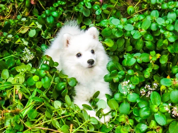 Cachorro Japonés Spitz Escondido Los Arbustos —  Fotos de Stock