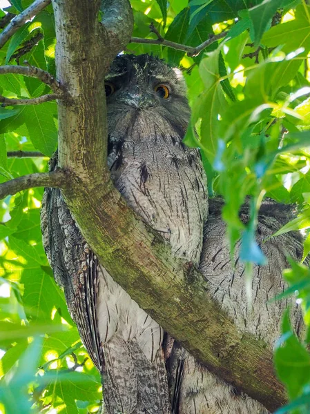 Versteckte Eule Mit Großen Orangefarbenen Augen Die Von Einem Ast — Stockfoto