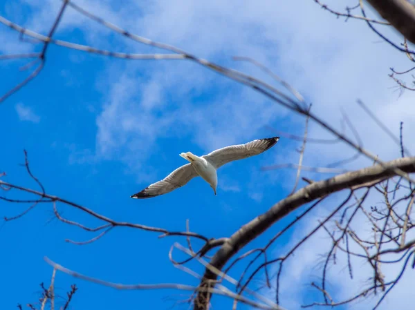 Vista Una Gaviota Volando Través Ramas Árboles Con Fondo Azul — Foto de Stock