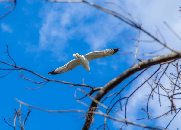 Vista Una Gaviota Volando Través Ramas Árboles Con Fondo Azul — Foto de Stock