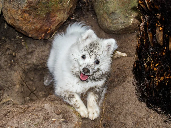 Weiße Japanische Spitz Welpen Spielen Und Mit Schmutz Bedeckt Stockbild