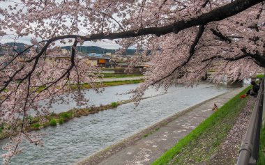 Japonya, Kyoto - 9 Nisan 2017: tam bloom kiraz çiçekleri Kamo Nehri Kyoto, Japonya