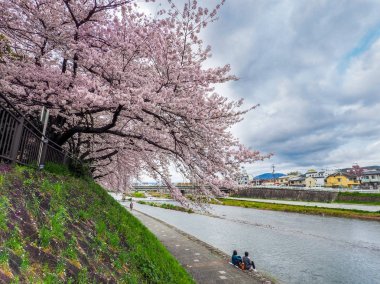 Japonya, Kyoto - 9 Nisan 2017: tam bloom kiraz çiçekleri Kamo Nehri Kyoto, Japonya