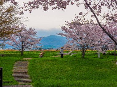 Japonya, Nara - 10 Nisan 2017: çim tamamen bloomed kiraz çiçekleri ile dolu bir alanda birlikte çekim yaşlı çift