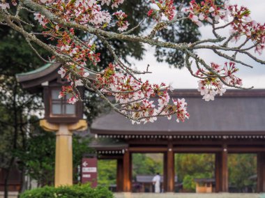 Japonya, Kashihara - 12 Nisan 2017: Cherry Blossoms Japon Kashihara tapınak Nara Prefecture girişinde