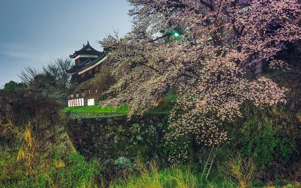 Japonia Koriyama Kwietnia 2017 Zamek Kōriyama Wiśniowe Kwiaty Nocy — Zdjęcie stockowe