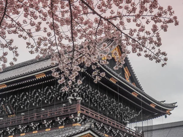 2017 開花桜の背後にある東本願寺 — ストック写真