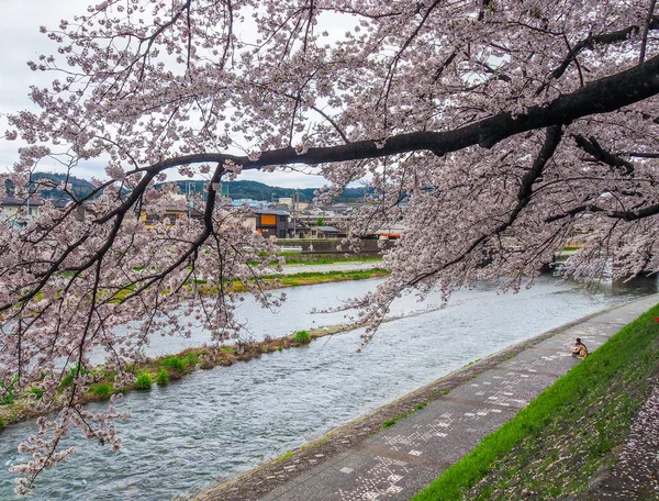 日本京都 2017年4月9日 日本京都卡莫河畔盛开的樱花 — 图库照片