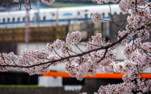 2017 新幹線や新幹線で背景をぼかした写真を渡すと桜の花を開花 — ストック写真