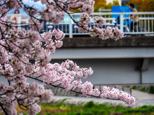 Japan Kyoto April 2017 Blooming Cherry Blossoms Cars Passing Bridge — Stock Photo, Image