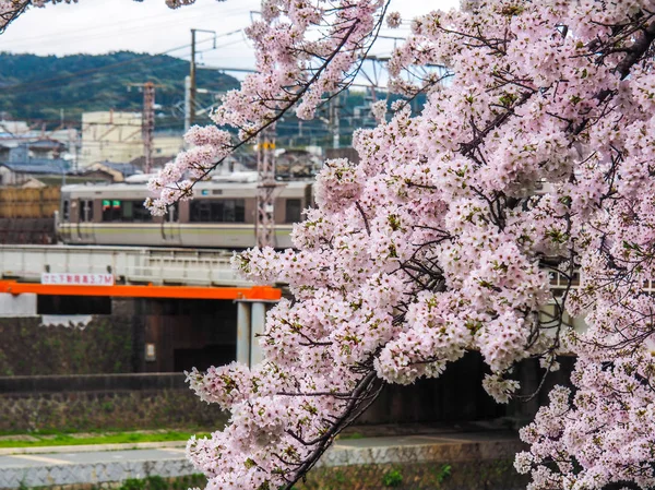 2017年4月9日 盛开的樱花 火车在模糊的背景中经过 — 图库照片