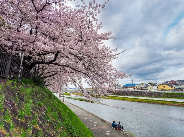 Japonia Kyoto Kwietnia 2017 Pełne Kwiaty Kwiat Wiśni Przez Brzegiem — Zdjęcie stockowe