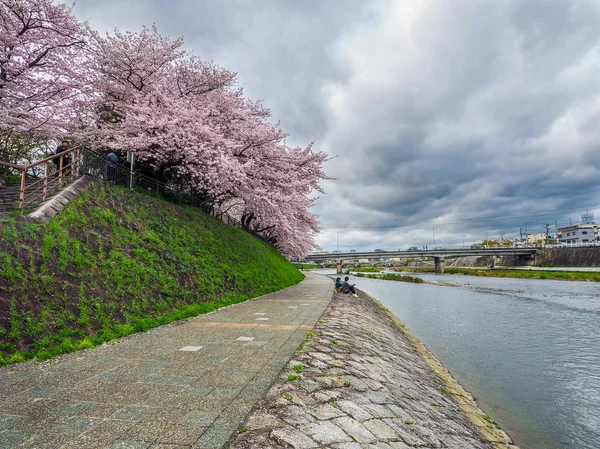 Japan Kyoto April 2017 Full Bloom Cherry Blossoms Door Banken — Stockfoto