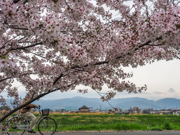 Japonii Nara Kwietnia 2017 Kwitnienia Cherry Blossoms Wzdłuż Ścieżki Rowerowe — Zdjęcie stockowe