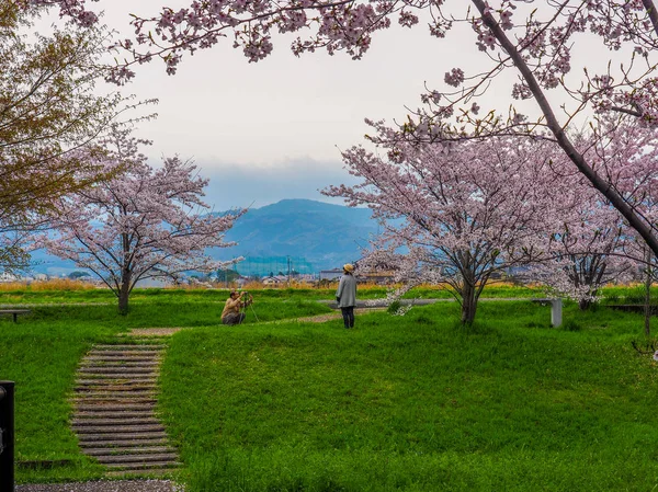 Japonya, Nara - 10 Nisan 2017: çim tamamen bloomed kiraz çiçekleri ile dolu bir alanda birlikte çekim yaşlı çift