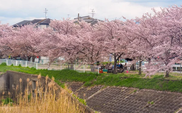 2017年4月12日 沿河沿岸的樱花树排 — 图库照片