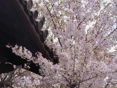 Kiraz çiçekleri ile bina Japonca.