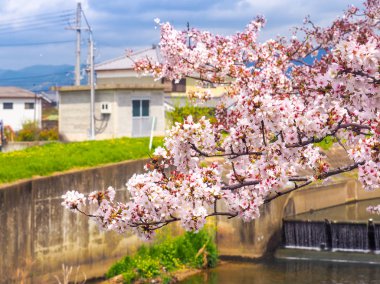 Şelale ile kiraz çiçekleri