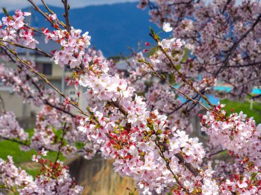 Çiçek açan kiraz çiçeklerine yakın.