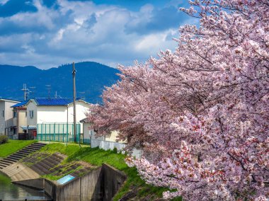Bulutlar ile kiraz çiçekleri