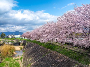 Cherry Blossom ağaçlarının satır