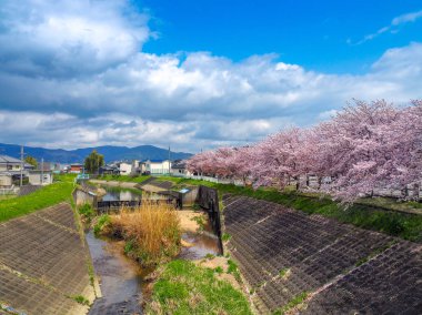 Cherry Blossom ağaçlarının satır