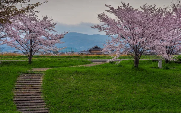 Japoński kraju stronie Cherry Blossoms — Zdjęcie stockowe