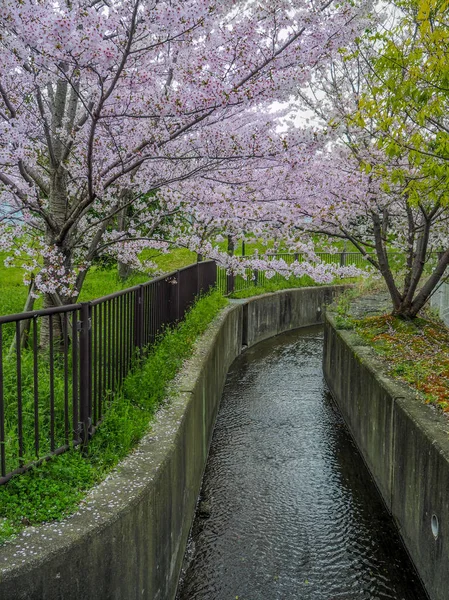 Kirschblüten am Kanal — Stockfoto