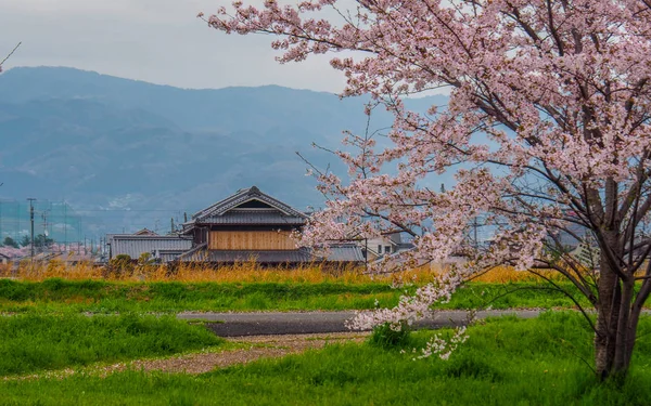 Japanse platteland Cherry Blossoms — Stockfoto