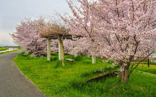 Japanischer Park mit Kirschblüten. — Stockfoto