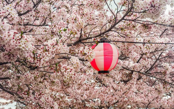Japon fener kiraz çiçekleri ile — Stok fotoğraf