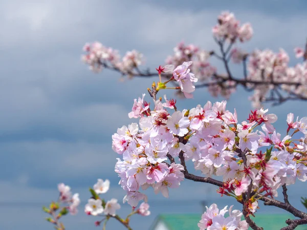 Close up de flores de cereja florescendo — Fotografia de Stock