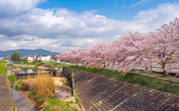 一排排樱花树 — 图库照片