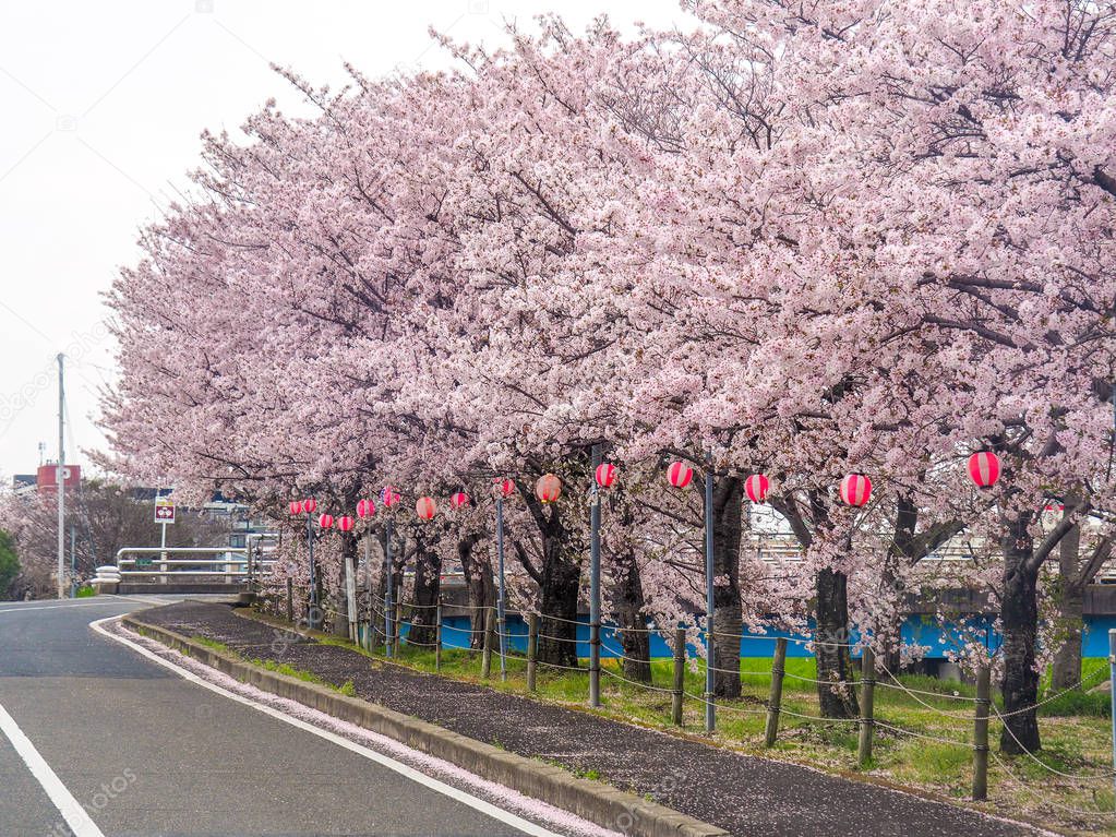 Japanese street lined with Cherry Blossoms