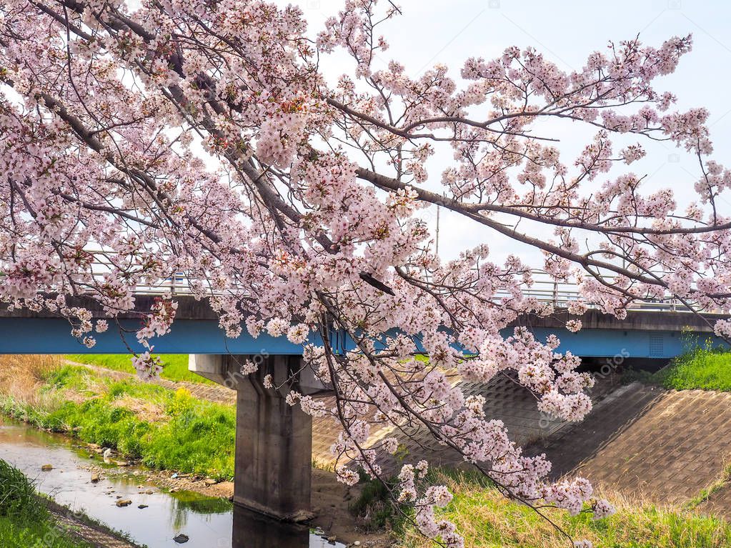 Cherry Blossom and bridge