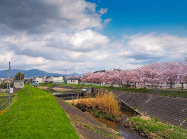 Cherry Blossom ağaçlarının satır
