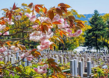 Japonya 'da kiraz çiçekleri
