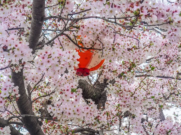 Japon fener kiraz çiçekleri ile — Stok fotoğraf