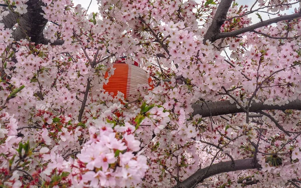 Japon fener kiraz çiçekleri ile — Stok fotoğraf